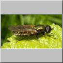Chloromyia formosa - Waffenfliege w02.jpg